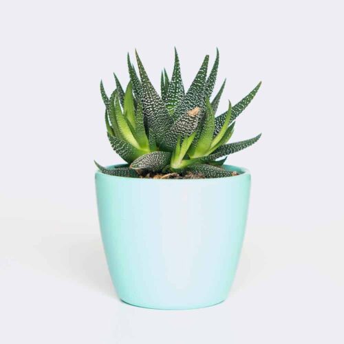 Rattle Snake Tail plant6 free img